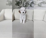 Puppy Mr Green Goldendoodle (Miniature)