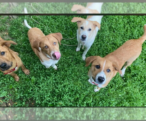 Medium Photo #8 Mutt Puppy For Sale in Westminster, MD, USA