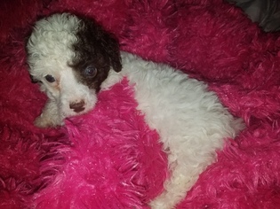 Poodle (Toy) Puppy for sale in CATAWBA, NC, USA