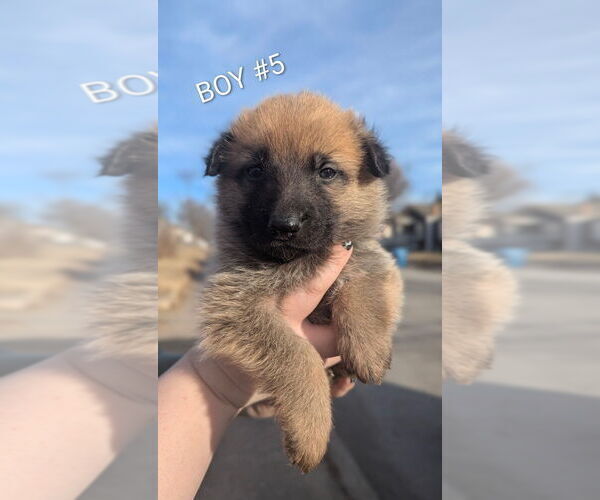 Medium Photo #1 German Shepherd Dog Puppy For Sale in GRANITE CITY, IL, USA