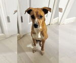 Small #2 Mutt