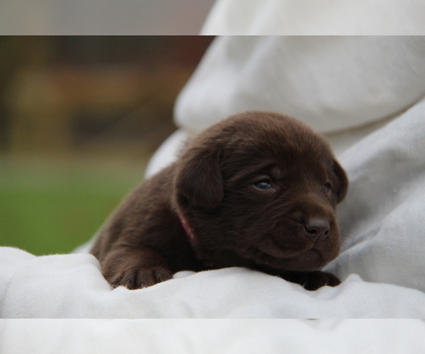 Medium Photo #3 Labrador Retriever Puppy For Sale in HYDE PARK, VT, USA