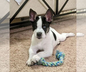 Bluey - Male Siberian Husky-Unknown Mix Dog for Adoption - Photo #10