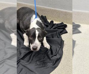 Australian Kelpie-Unknown Mix Dogs for adoption in Las Vegas, NV, USA