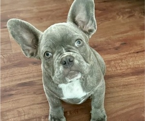 French Bulldog Puppy for sale in ROUND ROCK, TX, USA