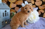 Small Photo #1 Doodle-Goldendoodle Mix Puppy For Sale in HONEY BROOK, PA, USA