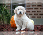 Puppy Fury English Cream Golden Retriever