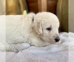 Small Photo #16 Labradoodle Puppy For Sale in TAHLEQUAH, OK, USA