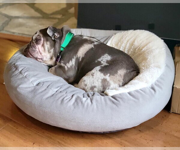 Medium Photo #14 French Bulldog-Unknown Mix Puppy For Sale in Corona, CA, USA