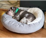 Small #13 French Bulldog Mix