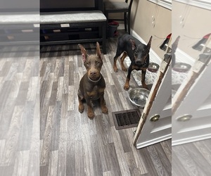 Doberman Pinscher Puppy for sale in ESSEX, MD, USA