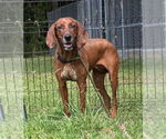 Small #1 Coonhound