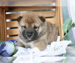 Shiba Inu Puppy for sale in SHILOH, OH, USA