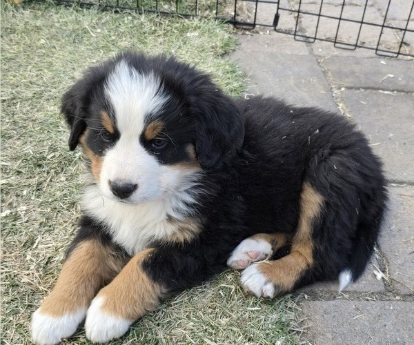 Medium Photo #20 Bernese Mountain Dog Puppy For Sale in SALMON, ID, USA
