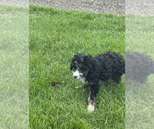 Medium Photo #12 Miniature Bernedoodle Puppy For Sale in LONGMONT, CO, USA