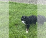 Small #11 Miniature Bernedoodle