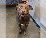 Small #2 American Pit Bull Terrier-Labrador Retriever Mix