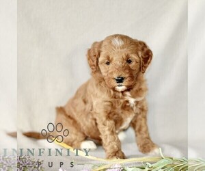 Goldendoodle (Miniature) Puppy for sale in GORDONVILLE, PA, USA