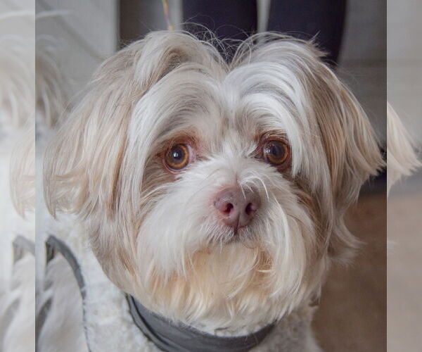 Medium Photo #6 Shih Tzu Puppy For Sale in Huntley, IL, USA