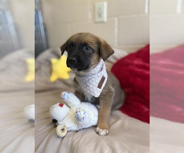 Medium Photo #1 German Shepherd Dog Puppy For Sale in Chula Vista, CA, USA