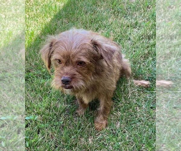 Medium Photo #2 Norfolk Terrier-Unknown Mix Puppy For Sale in FRAMINGHAM, MA, USA