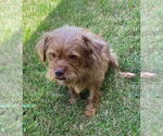 Small #1 Norfolk Terrier Mix