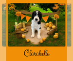 Image preview for Ad Listing. Nickname: Clarabelle