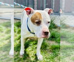 Small #2 American Pit Bull Terrier Mix