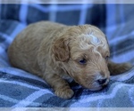 Small #2 Goldendoodle (Miniature)