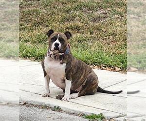 American Staffordshire Terrier-Unknown Mix Dogs for adoption in San Antonio, TX, USA