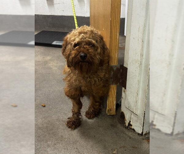 Medium Photo #1 Miniature Labradoodle Puppy For Sale in Forestville, MD, USA