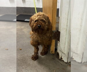Miniature Labradoodle Dogs for adoption in Forestville, MD, USA