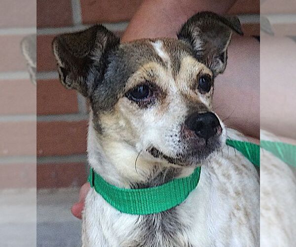 Medium Photo #1 Rat Terrier-Unknown Mix Puppy For Sale in Carrollton, TX, USA