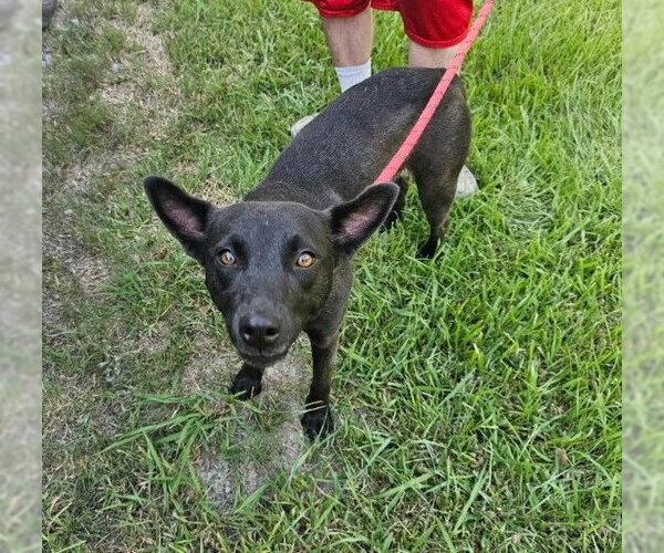 Medium Photo #1 Mutt Puppy For Sale in Oakhurst, NJ, USA