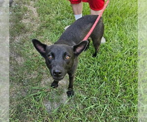 Mutt Dogs for adoption in Oakhurst, NJ, USA