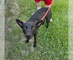 Small Mutt