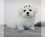 Small #3 Maltese
