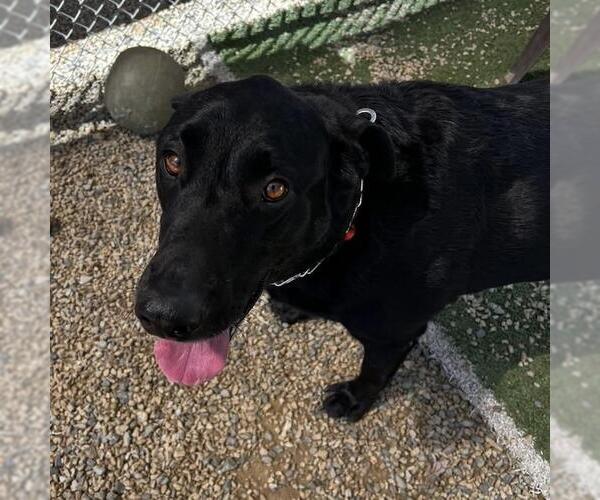 Medium Photo #7 Labrador Retriever-Unknown Mix Puppy For Sale in San Diego, CA, USA