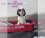 Small Photo #5 Cocker Spaniel Puppy For Sale in TOPEKA, IN, USA