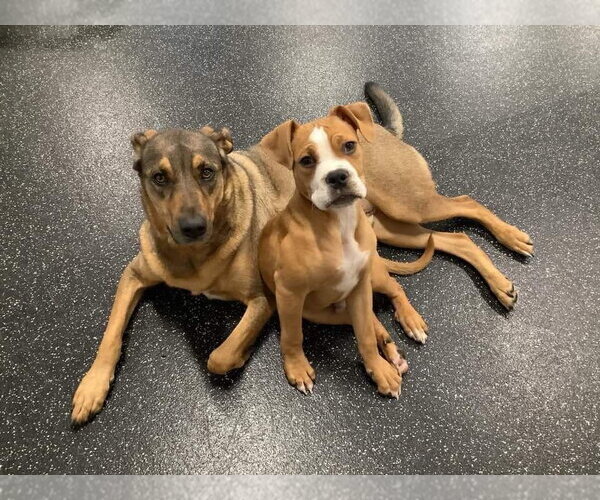 Medium Photo #12 Boxer-Unknown Mix Puppy For Sale in Burnsville, MN, USA