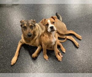 Ashton now Tyson - FOSTER OR ADOPT ME!! - Male Boxer-Unknown Mix Dog for Adoption - Photo #12