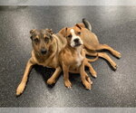 Small #11 Boxer Mix