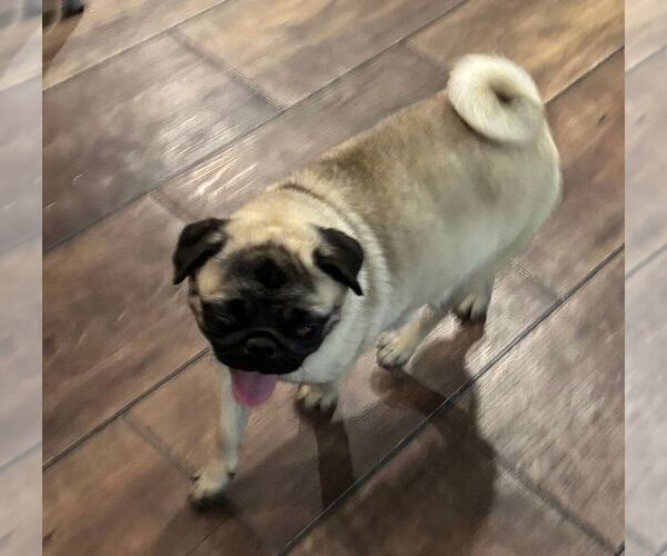 Medium Photo #1 Pug Puppy For Sale in WINNSBORO, TX, USA