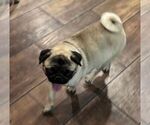 Small Photo #1 Pug Puppy For Sale in WINNSBORO, TX, USA