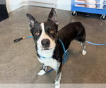Small Catahoula Leopard Dog Mix