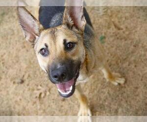 German Shepherd Dog Dogs for adoption in Tallahassee, FL, USA