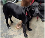Small #1 Labrador Retriever Mix