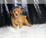 Small #6 Poodle (Toy)