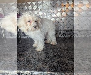 Poodle (Toy) Puppy for sale in GOSHEN, IN, USA