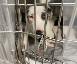 Mutt Dogs for adoption in Waco, TX, USA